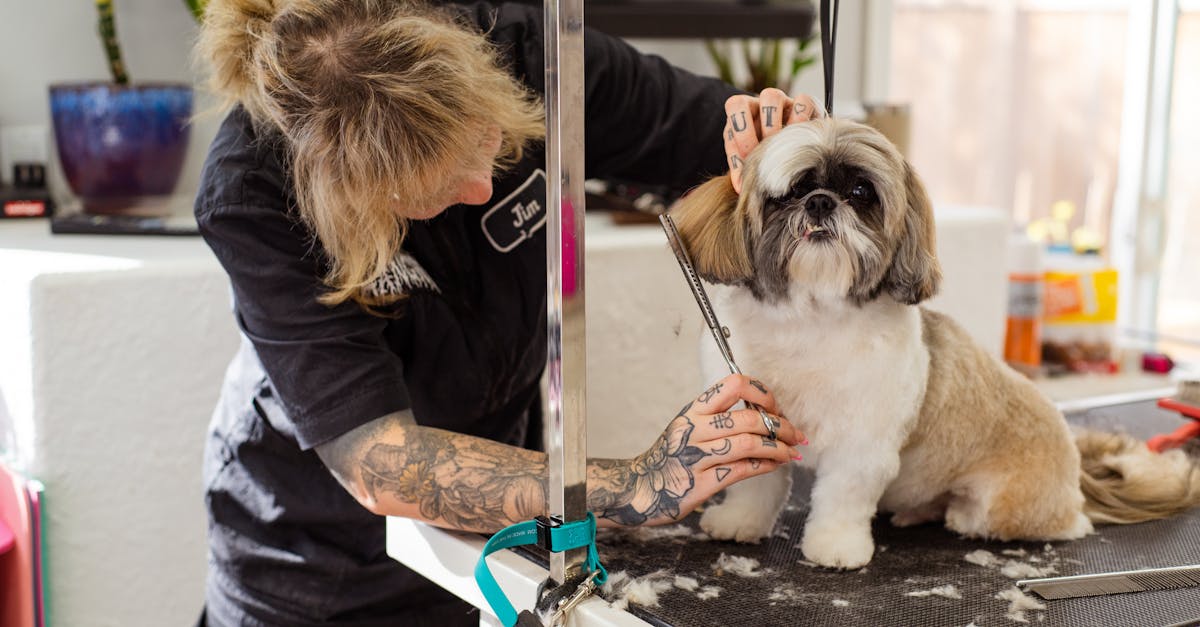 trimming dog fur around skin spot