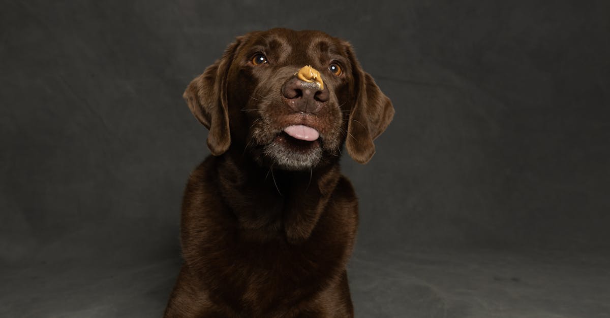 dog using a lick mat to stay calm