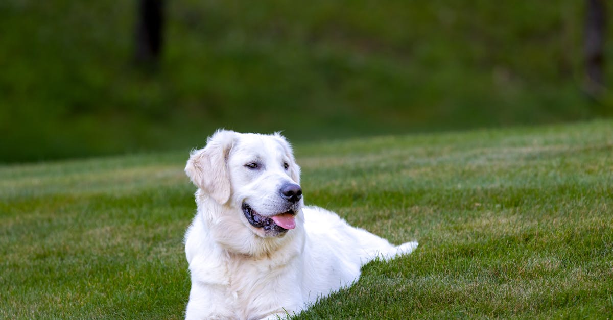 happy dog outdoors in sunlight