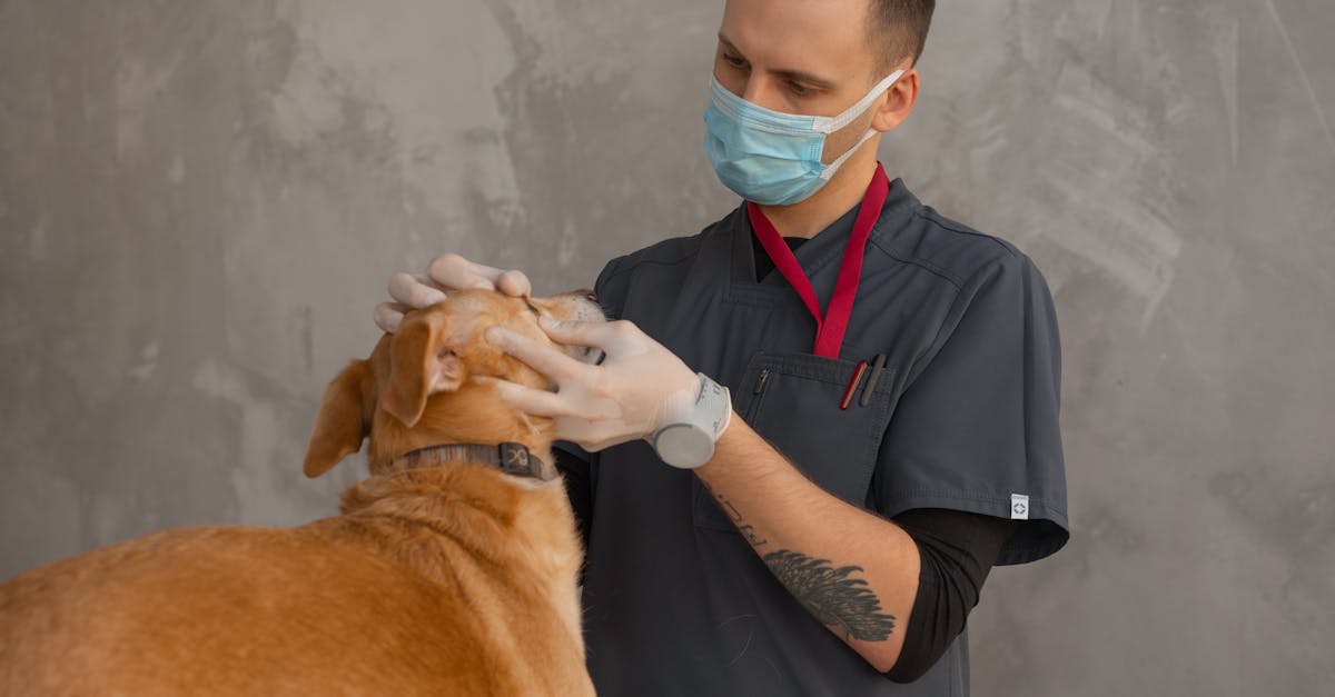 veterinarian examining dog skin