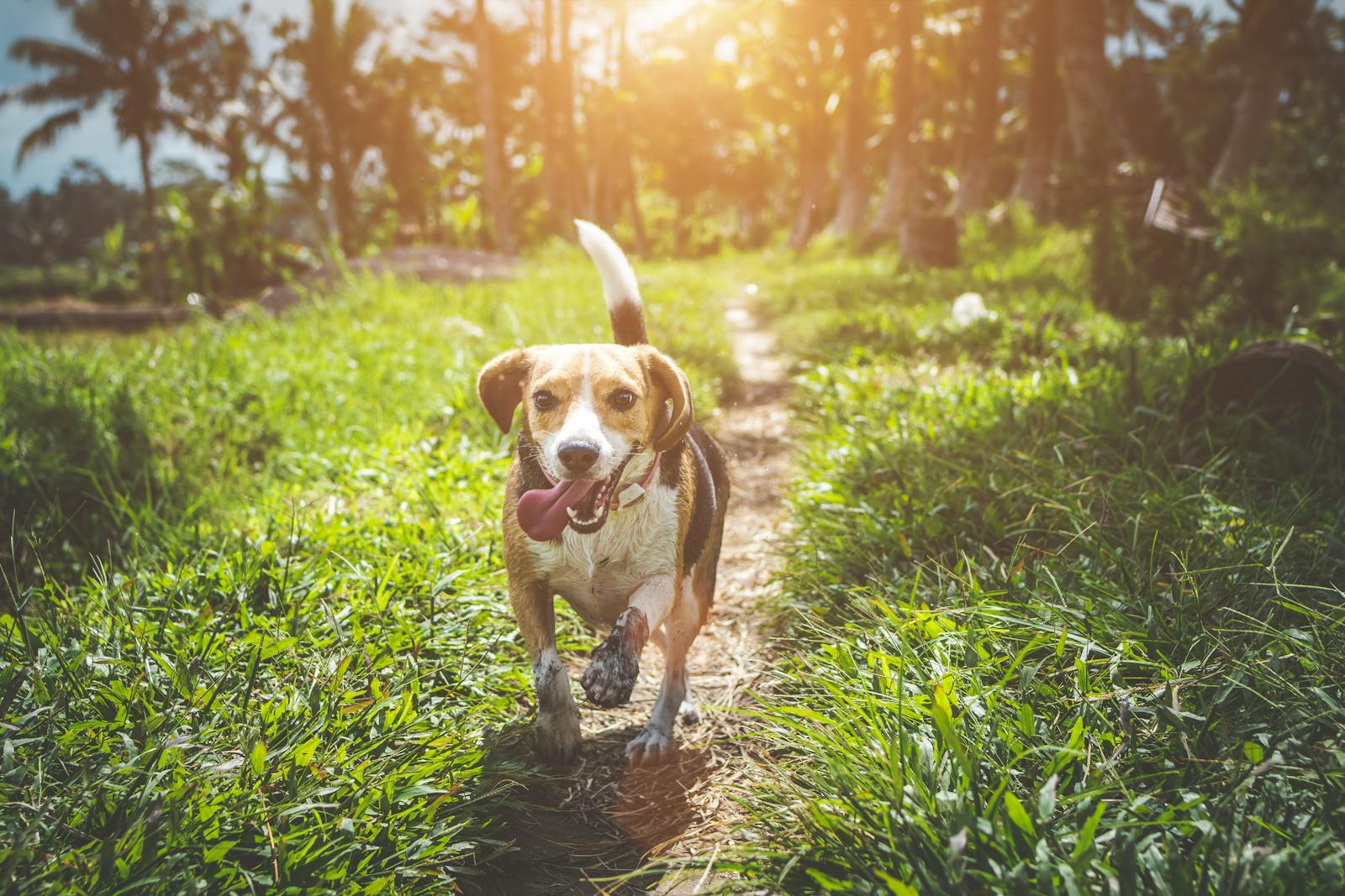 Calm dog resting after natural anxiety support