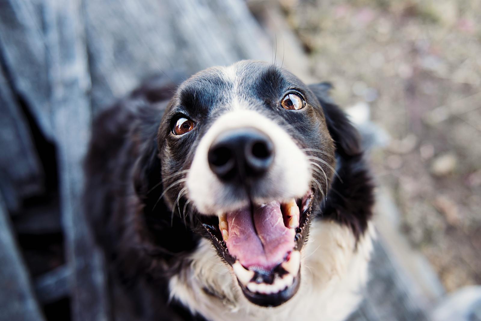 Calm dog after l-theanine for dogs with anxiety