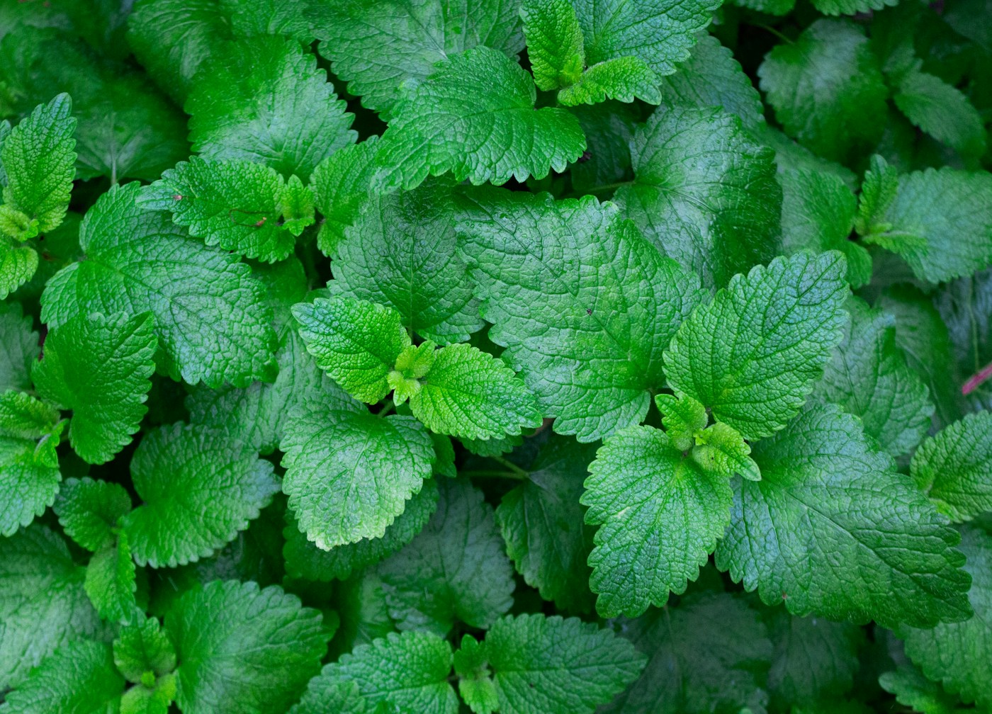 Evening cup of lemon balm tea for anxiety and sleep on a quiet table