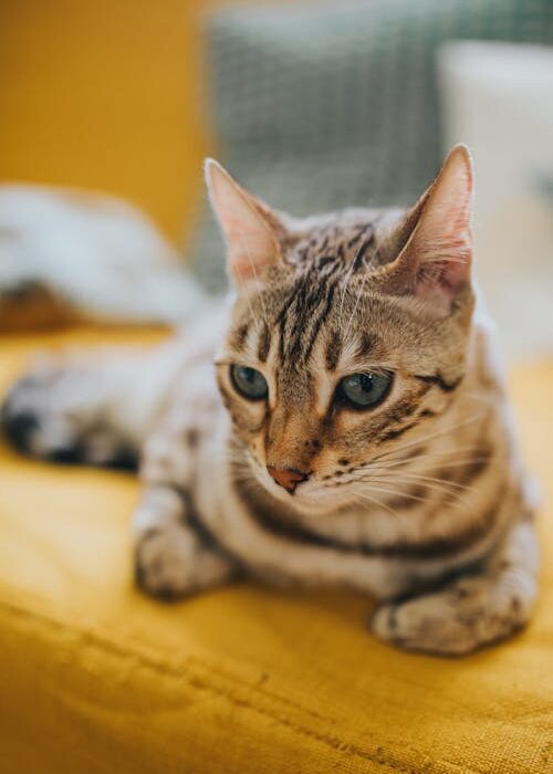 healthy cat resting after l-lysine for cats with herpes supplement