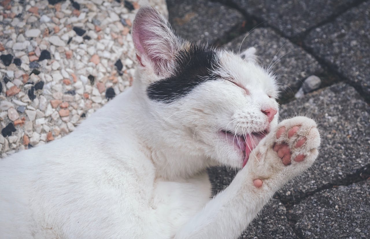 Cat licking paw, the daily grooming that produces fur swallowing and hairballs