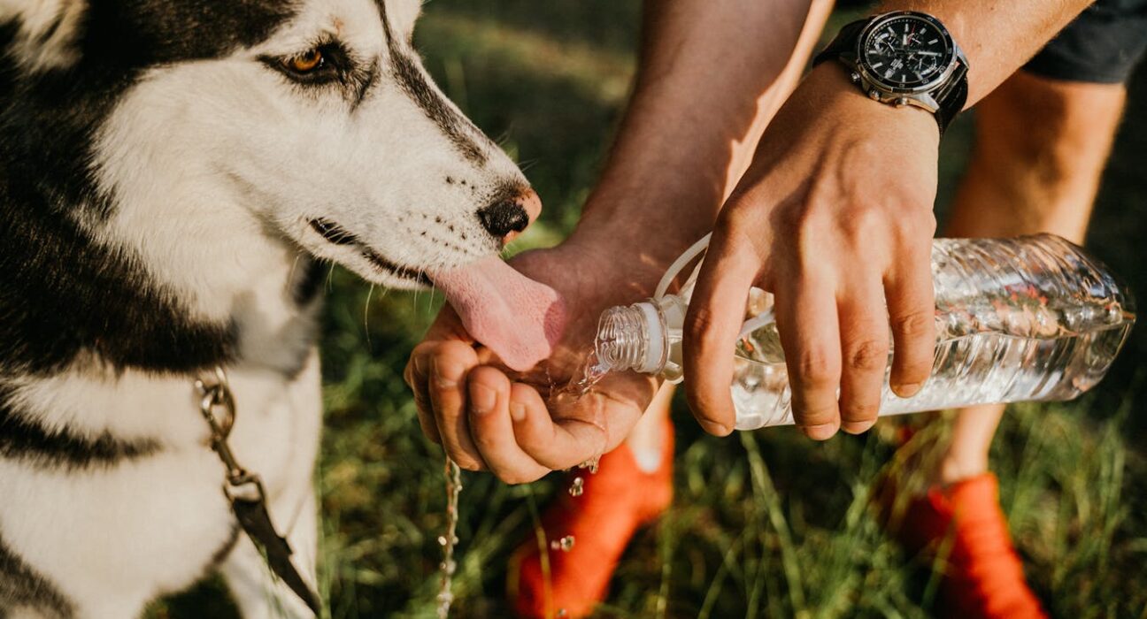 Cranberry for dog UTI Siberian Husky drinking water for urinary health