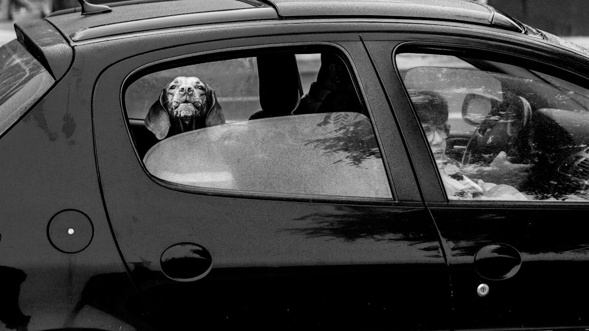 Anxious dog at the car window prone to motion sickness on long rides