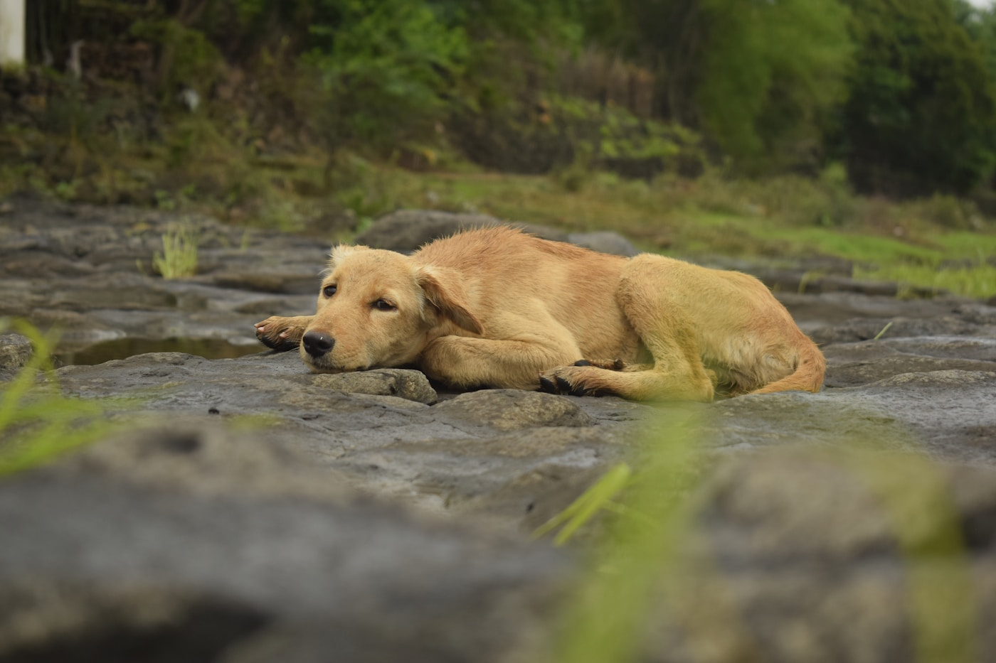 Dog resting on a cooling mat in a cool spot of the home
