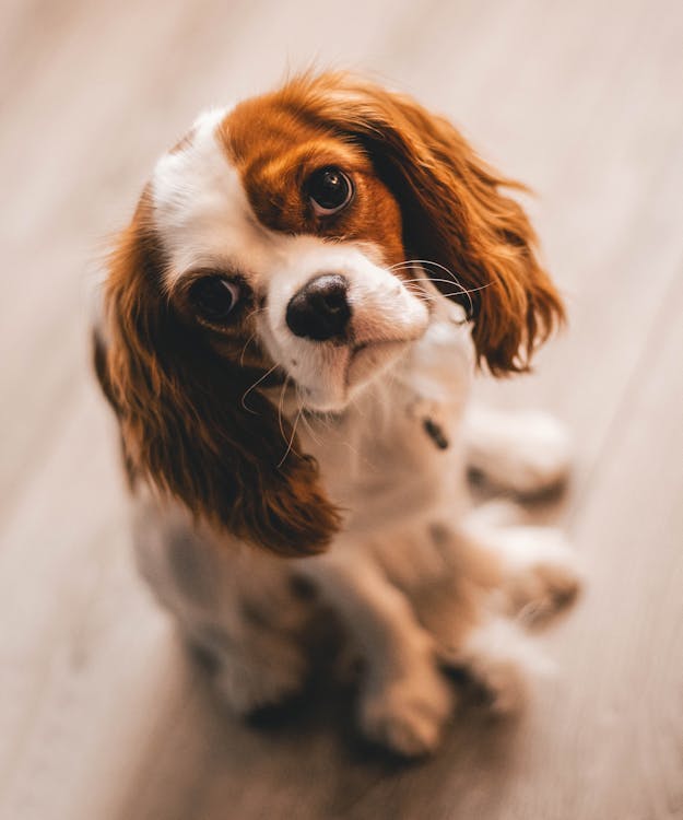 Dog drinking water for urinary tract health support