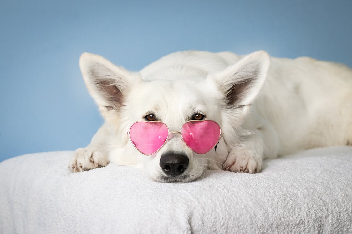 Dog eating nutritious food with spirulina for dogs