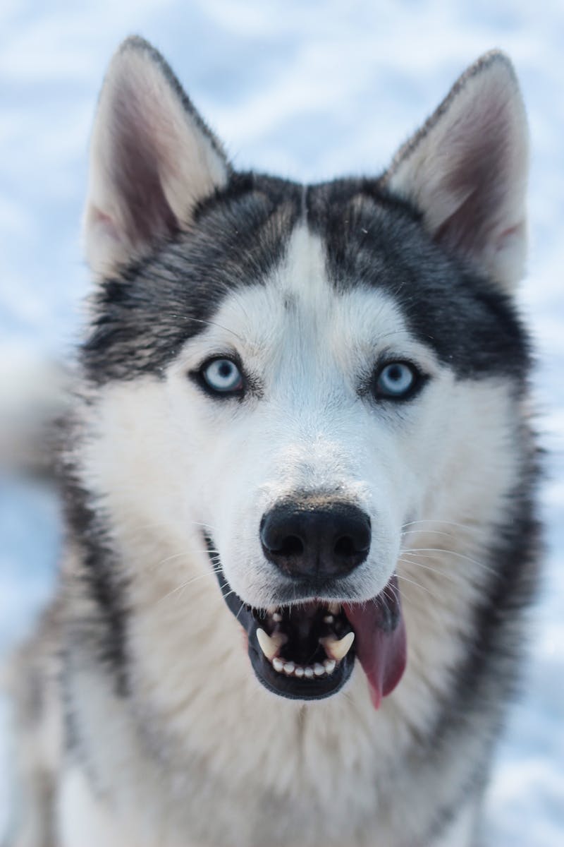 Dog eating from bowl with kefir supplement for digestive health