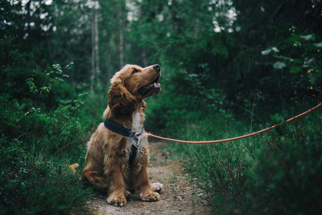 Dog with healthy shiny coat from spirulina supplement