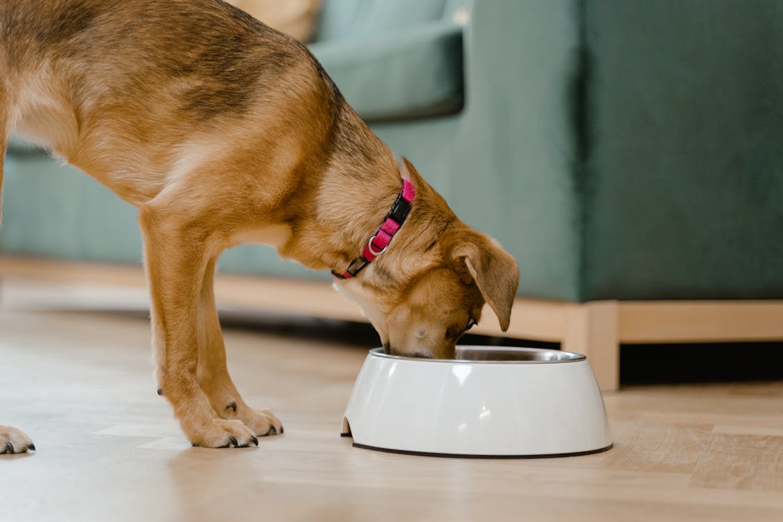 dog eating kibble from bowl with vegetables nearby