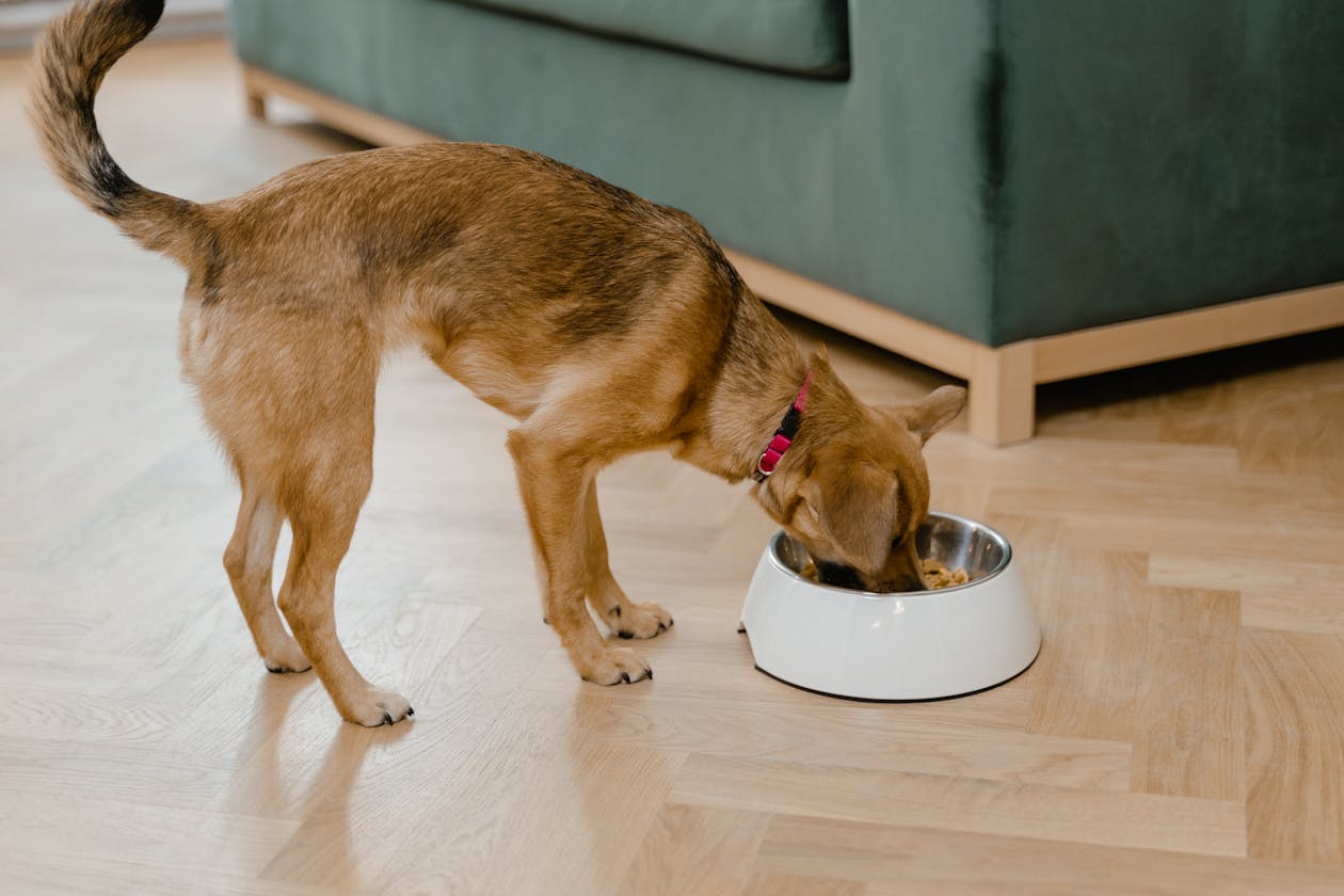 dog mealtime with bone broth food topper