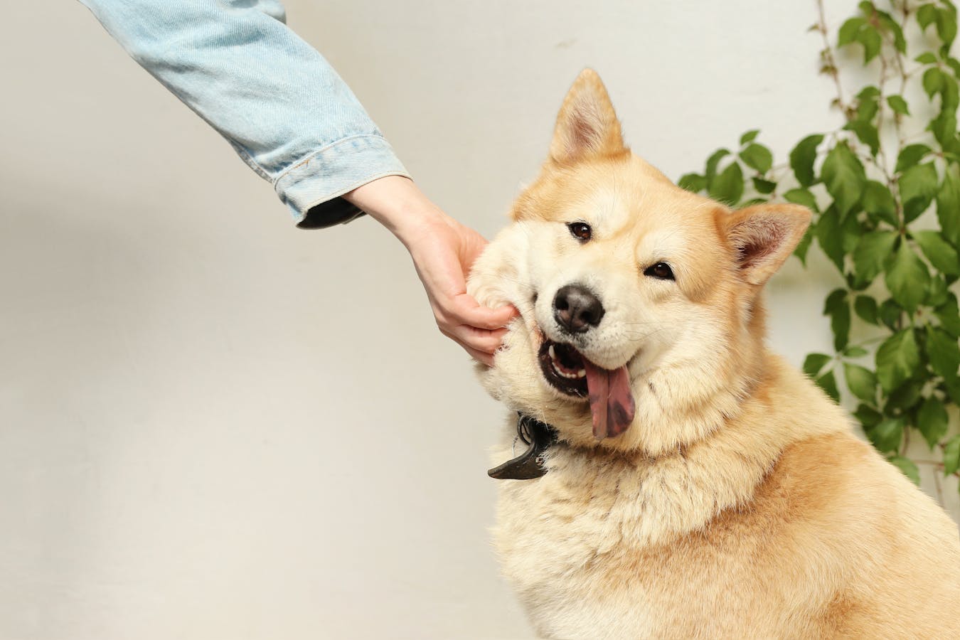 Owner gently caring for a small dog with bladder support