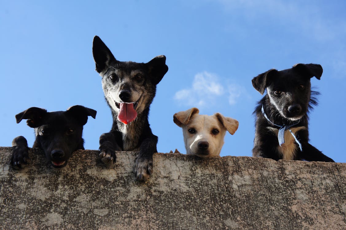 Dog owner caring for pet health and wellness
