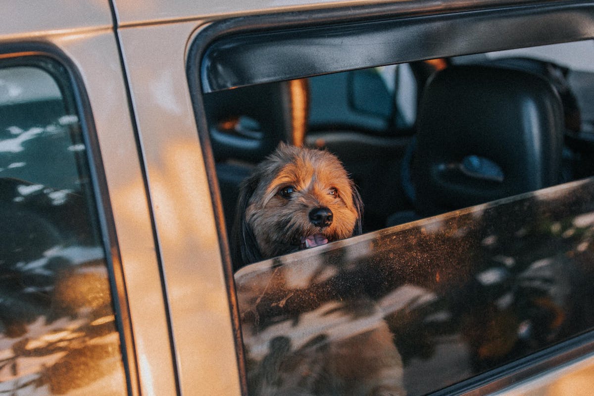 Calm dog enjoying the car ride after natural remedies for ginger for dogs motion sickness