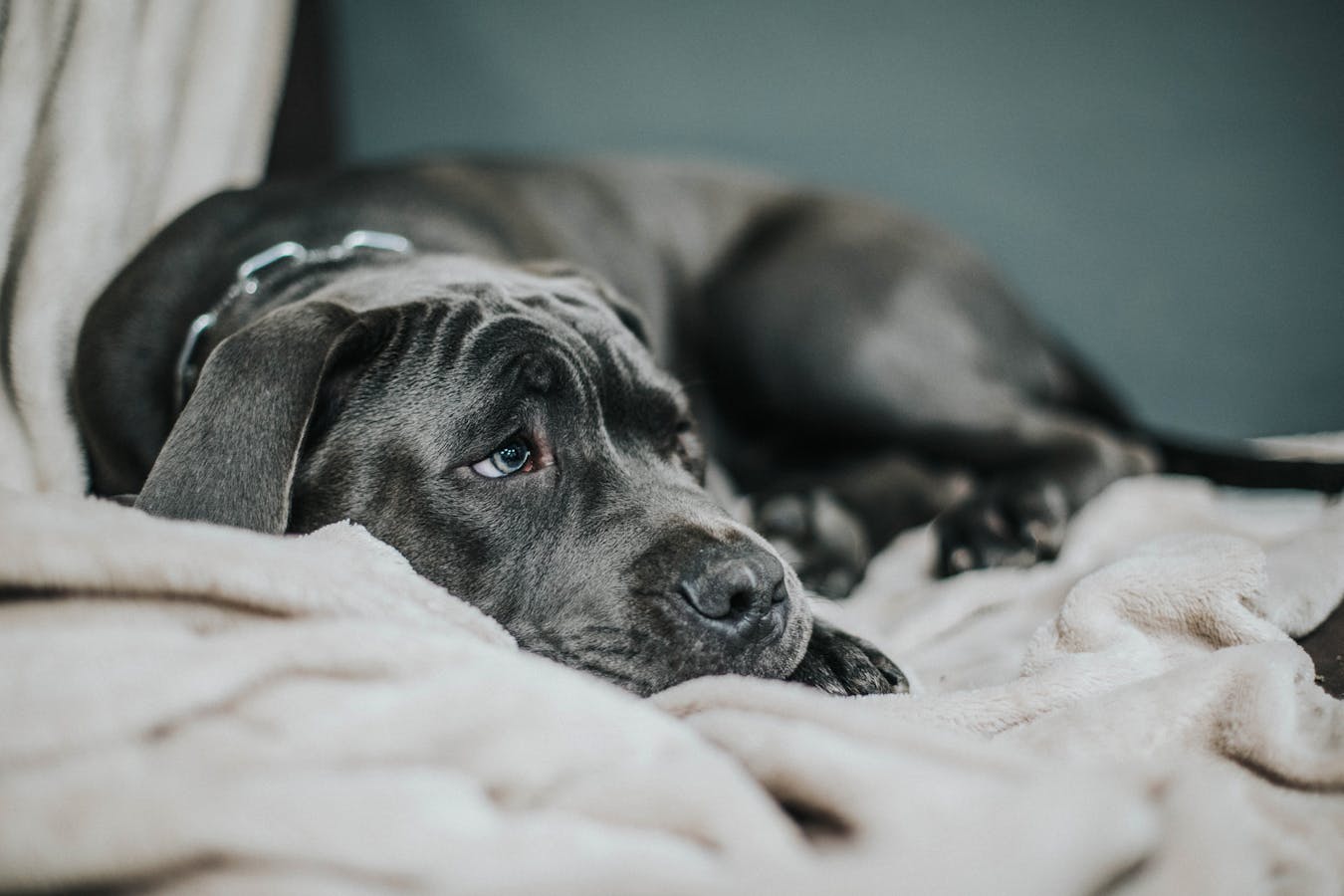 Quiet dog resting on a blanket with possible signs that suggest cranberry for dog UTI support