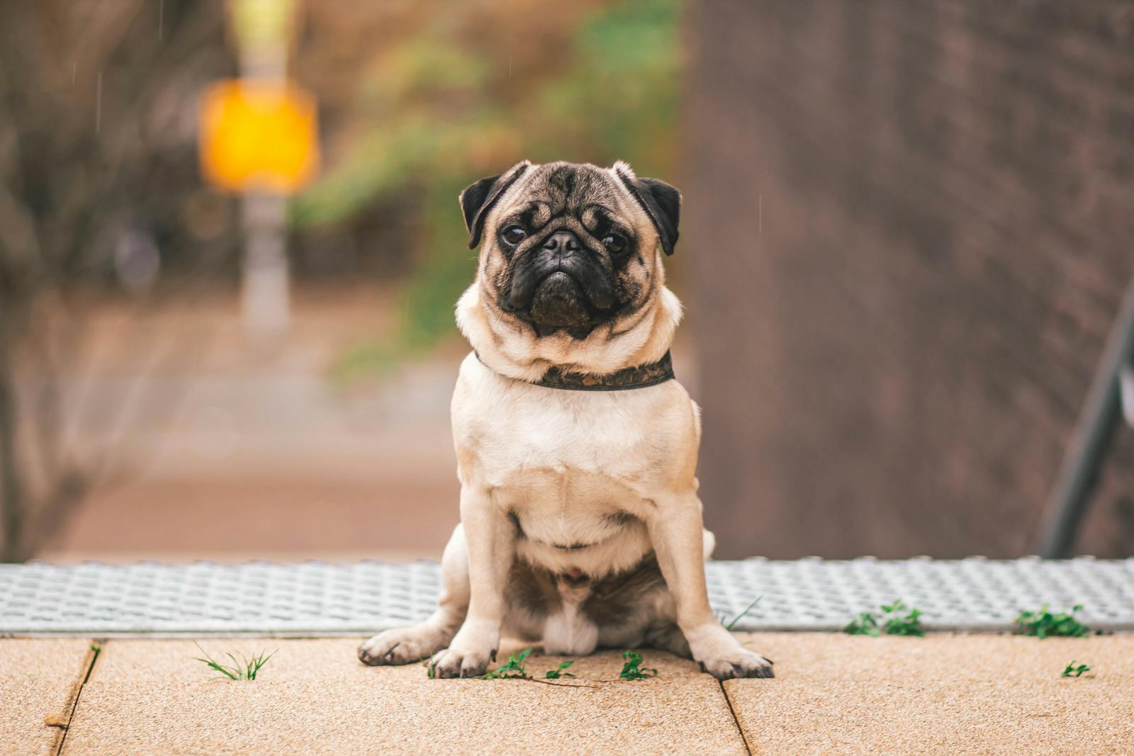 Dog calming supplement on a kitchen counter for l-theanine for dogs anxiety