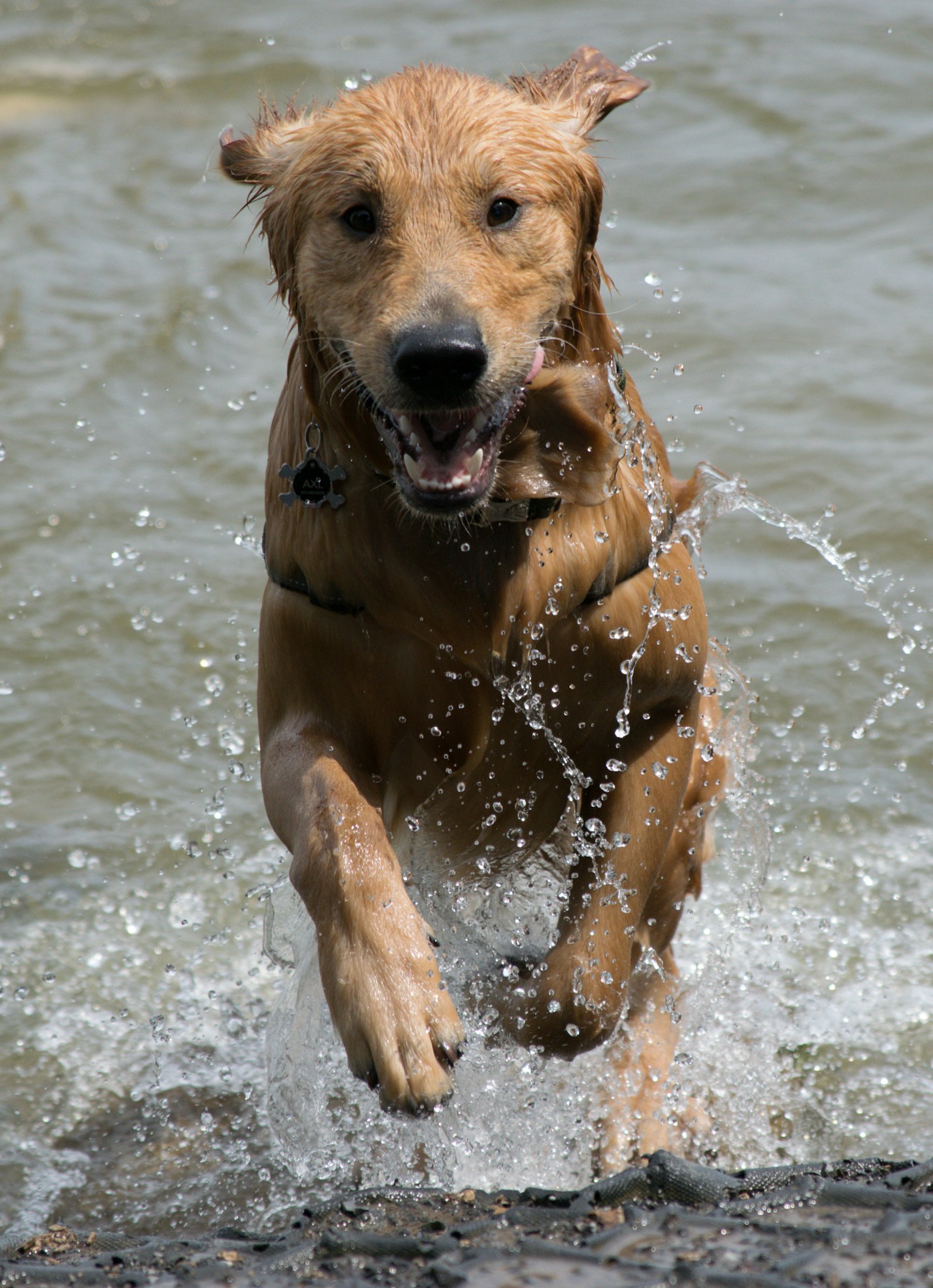 Dog drinking water beside a cooling mat for dogs in shade