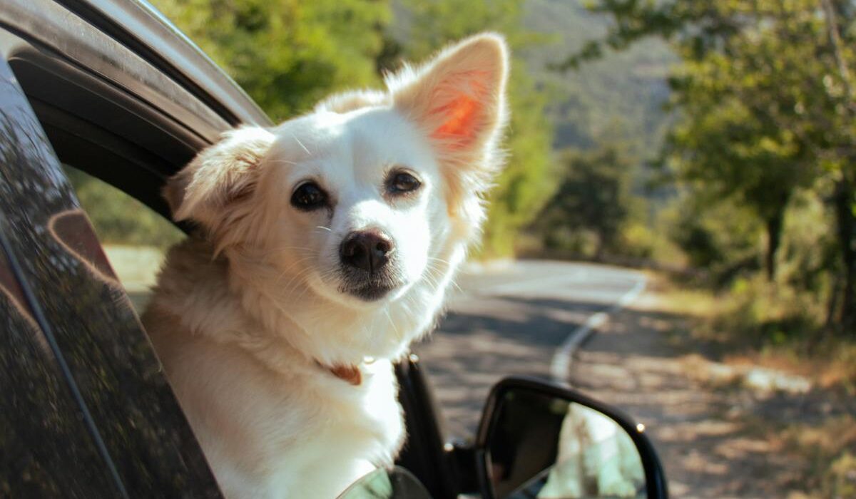 Happy dog out the car window enjoying a road trip without motion sickness