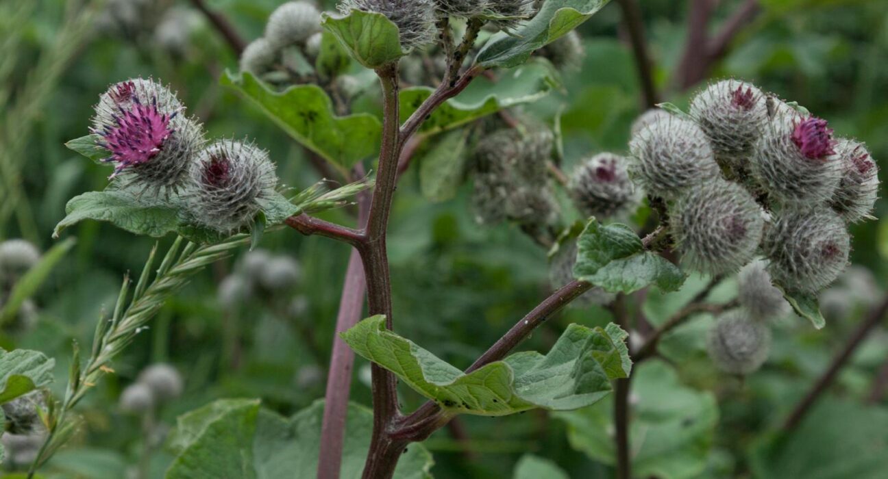 Wild burdock plant used to brew burdock root tea for skin and lymph