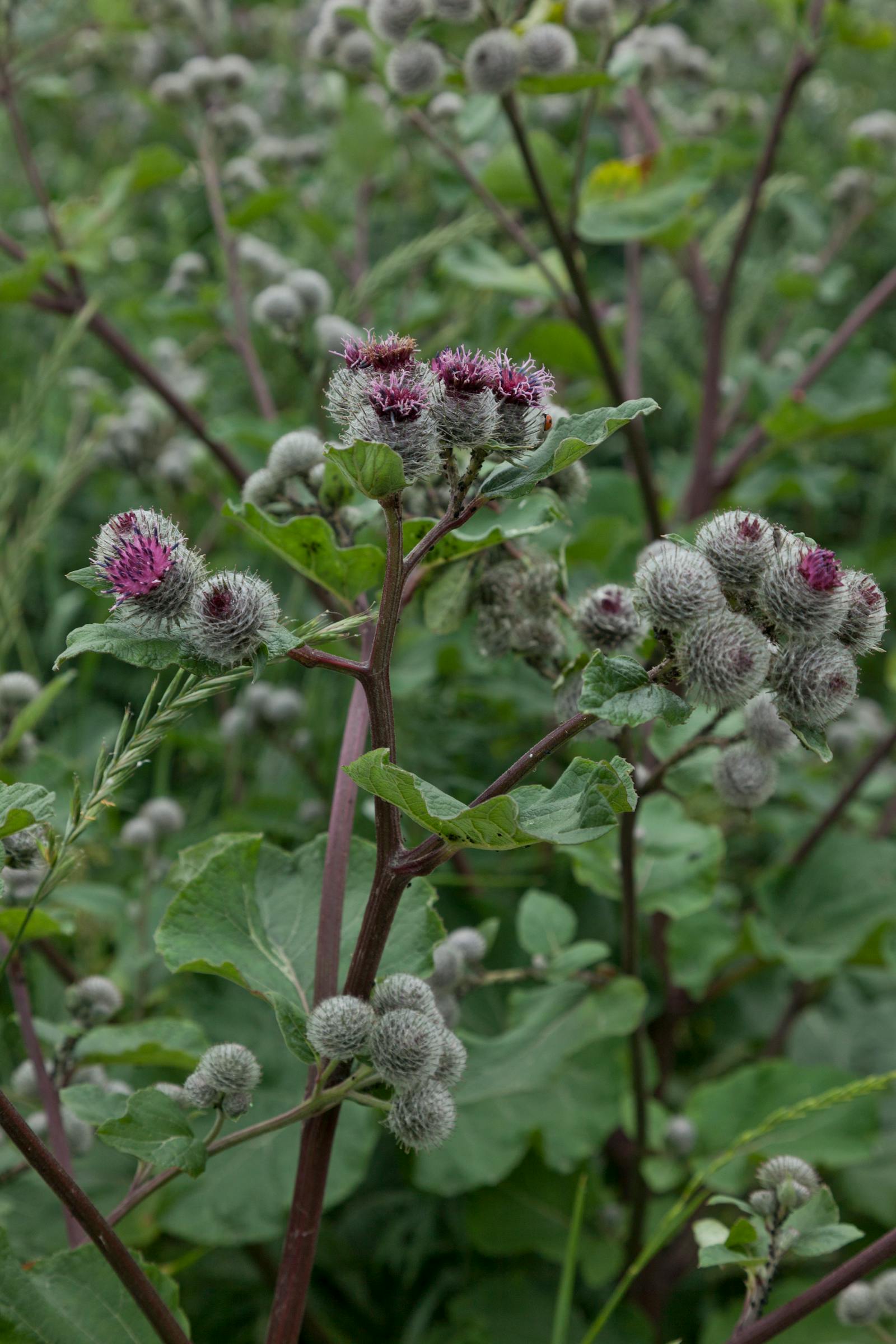 Wild burdock plant in bloom used to make burdock root tea for skin