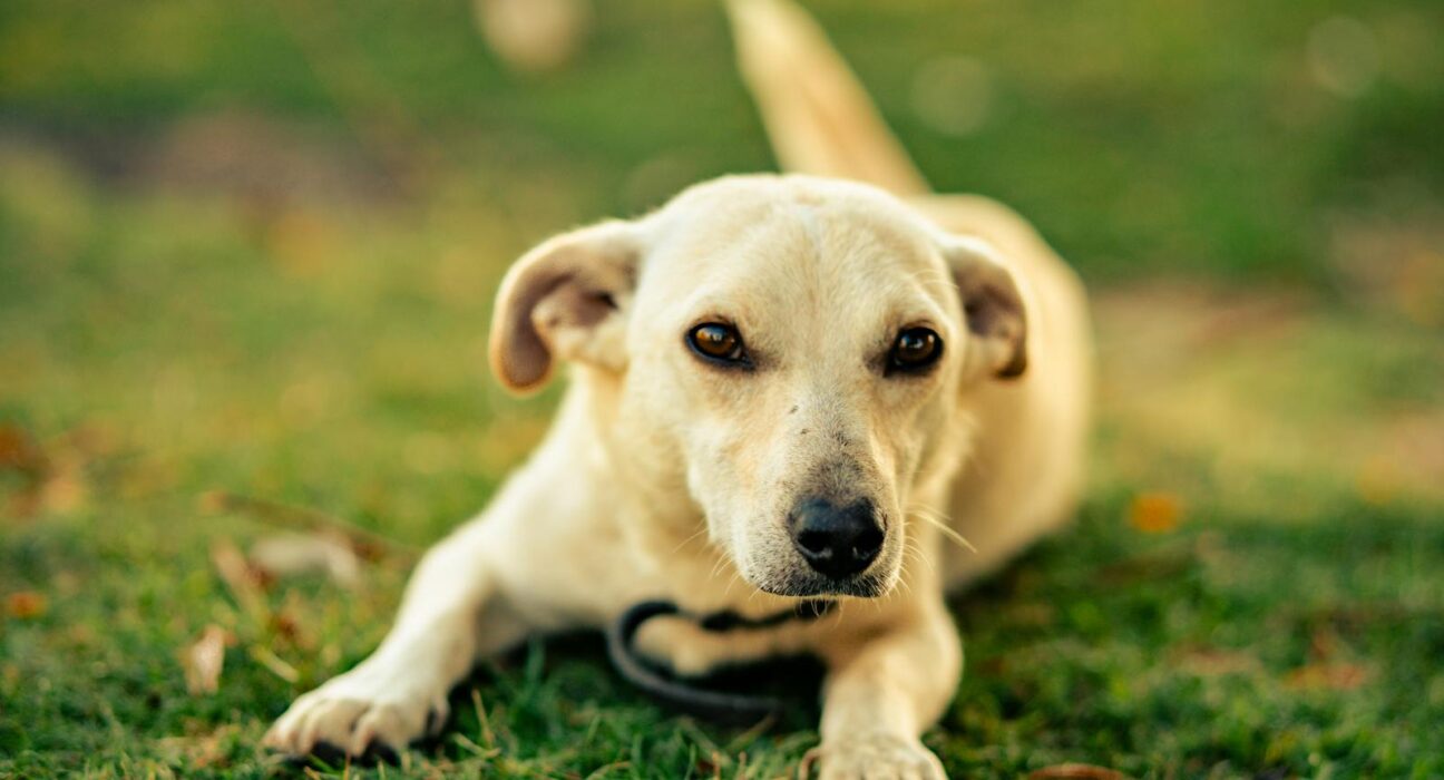Happy dog by a lakeside protected by natural flea repellent for dogs