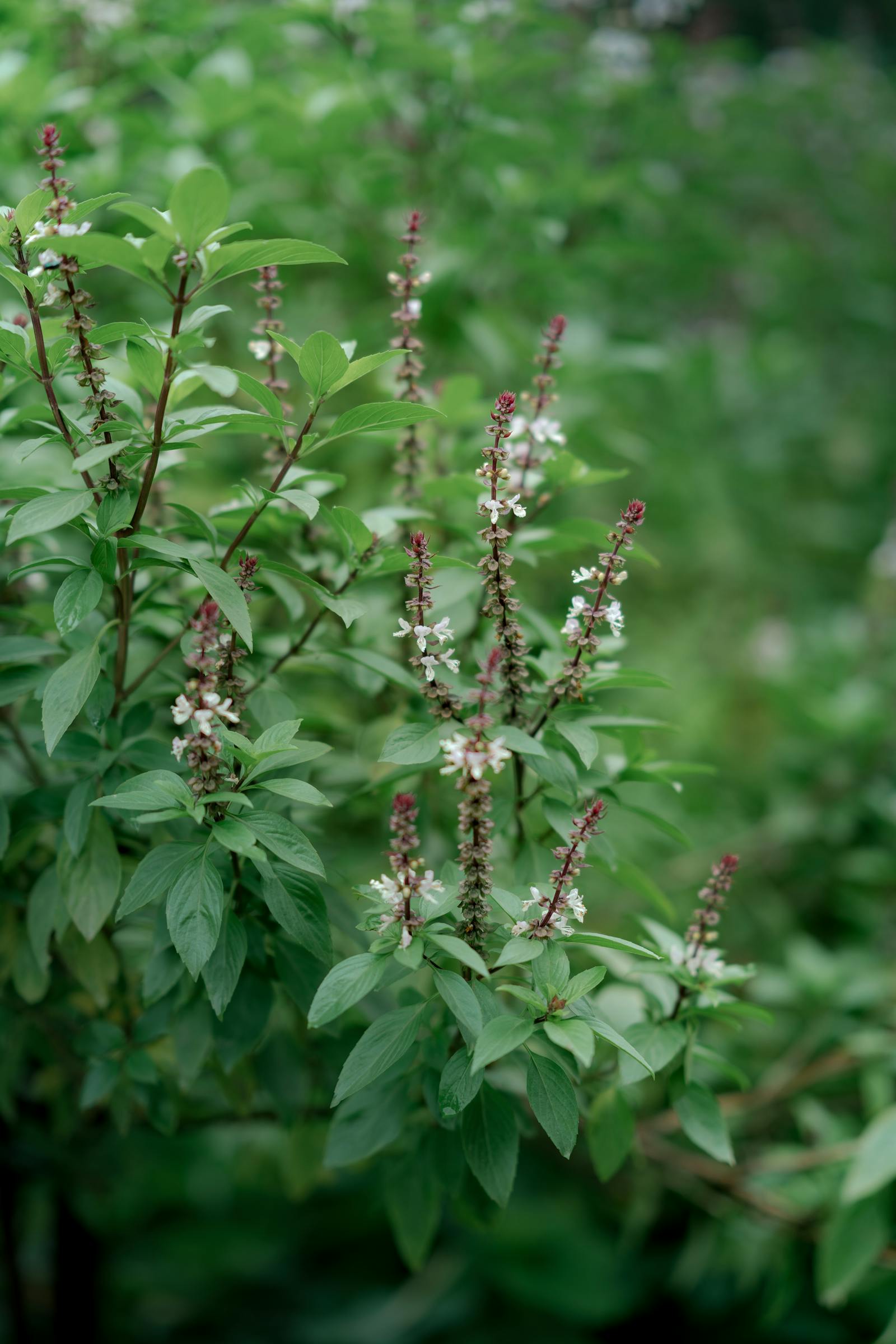 Flowering holy basil plant tulsi outdoors in sunlight