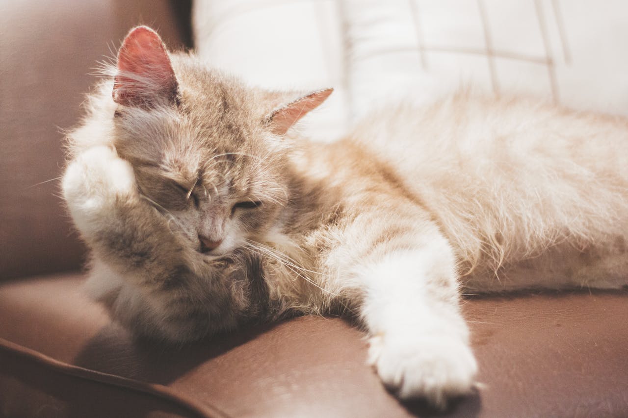 Fluffy cat resting peacefully after a daily slippery elm and brushing routine