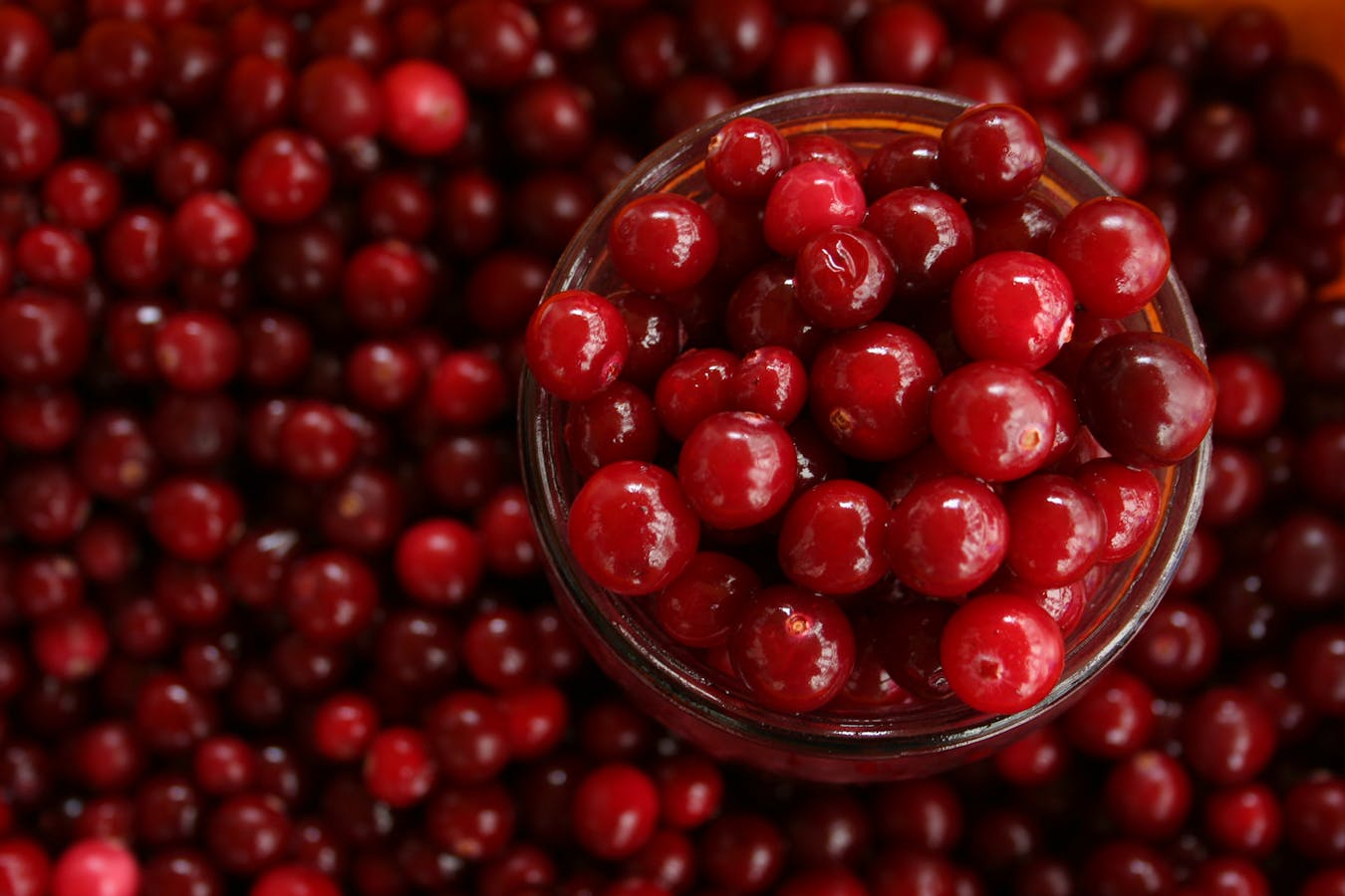 Fresh cranberries in a glass bowl showing the source of the cranberry for dog UTI support