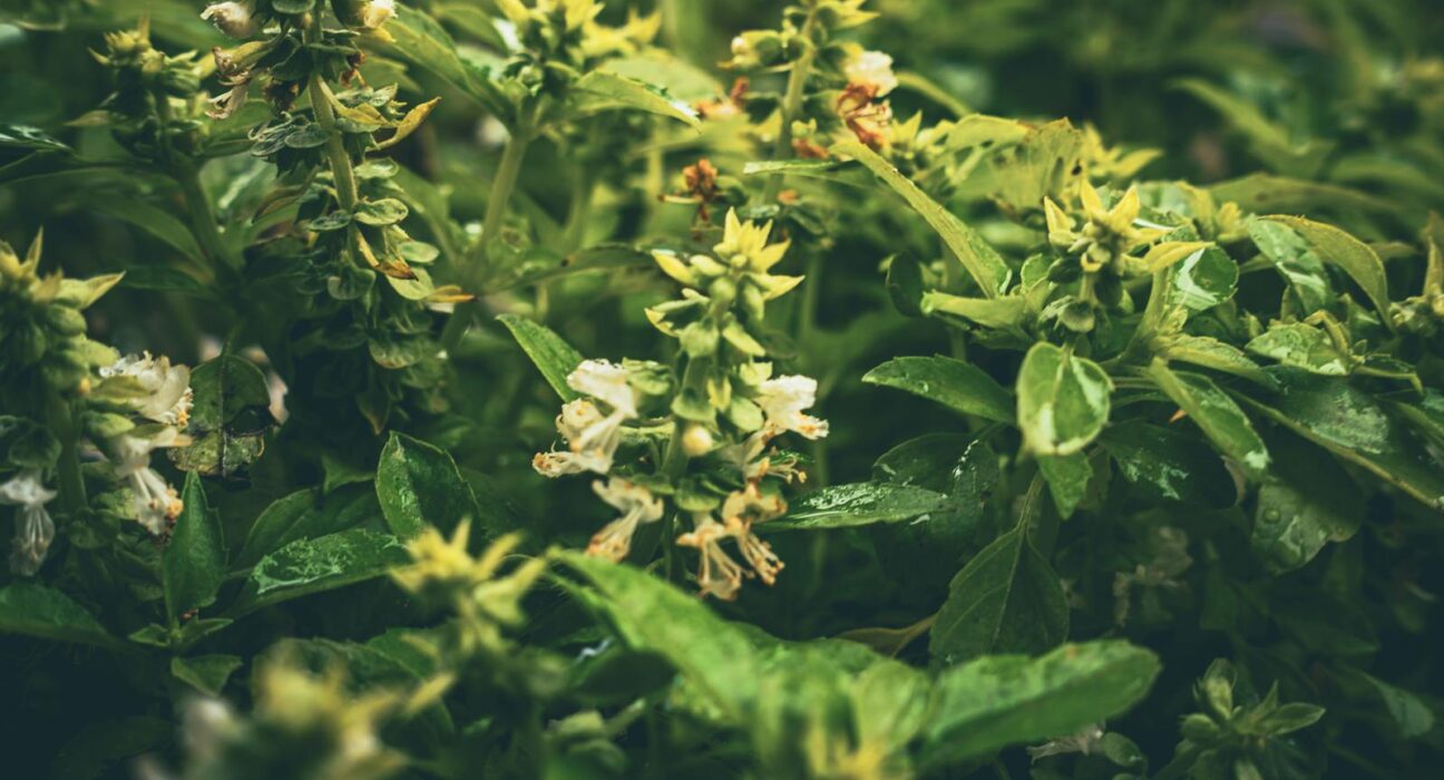 Fresh tulsi holy basil leaves with dew