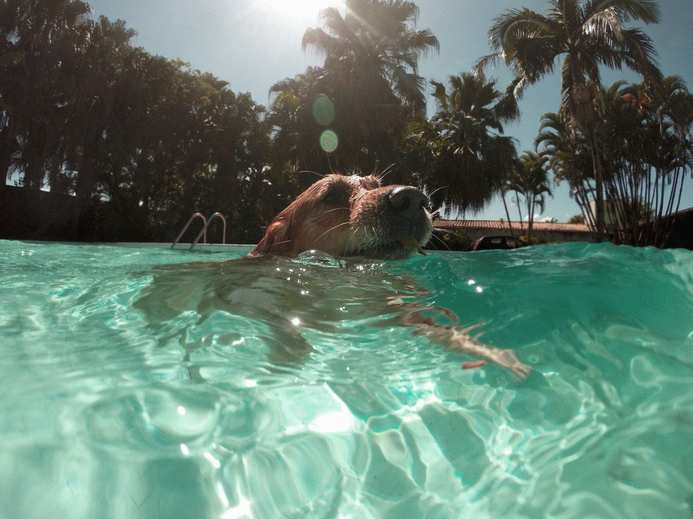 Golden retriever lying on cool floor with cooling mat for dogs nearby
