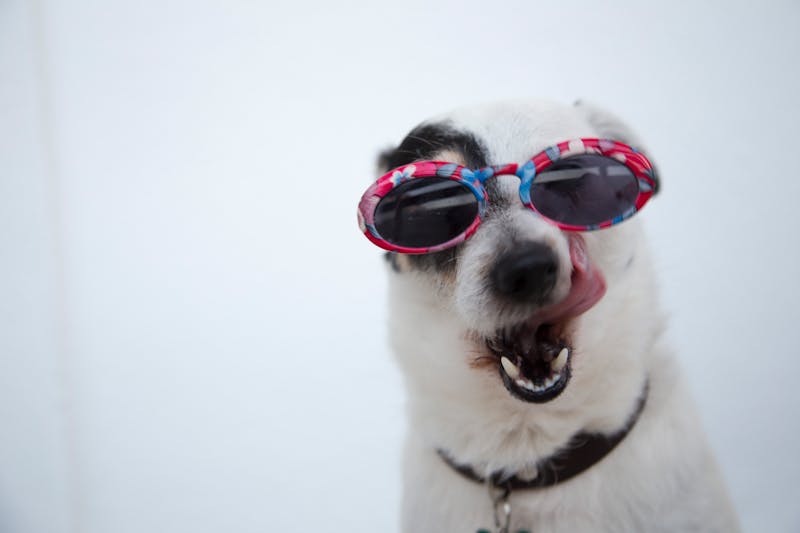 Dog with healthy shiny coat from probiotic rich kefir diet