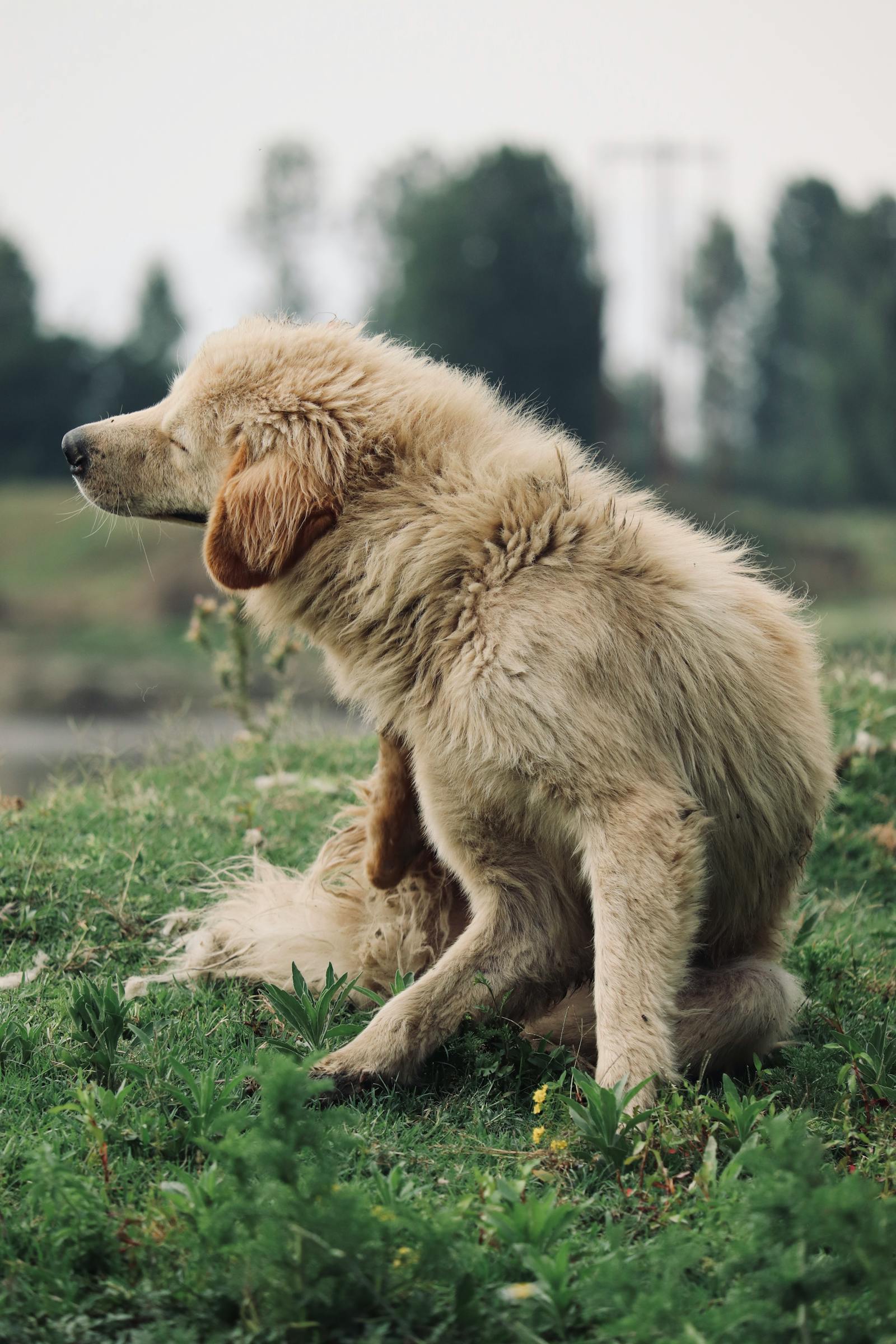 Golden retriever scratching needs a natural flea repellent for dogs