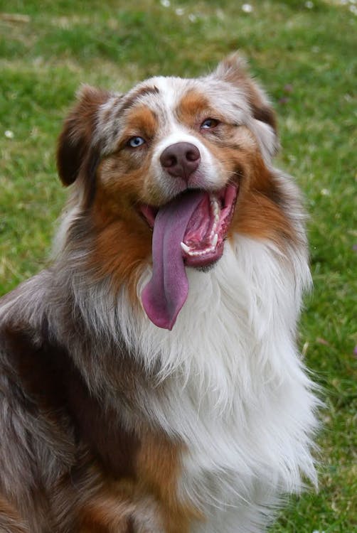 happy dog with healthy coat from kelp supplement for dogs