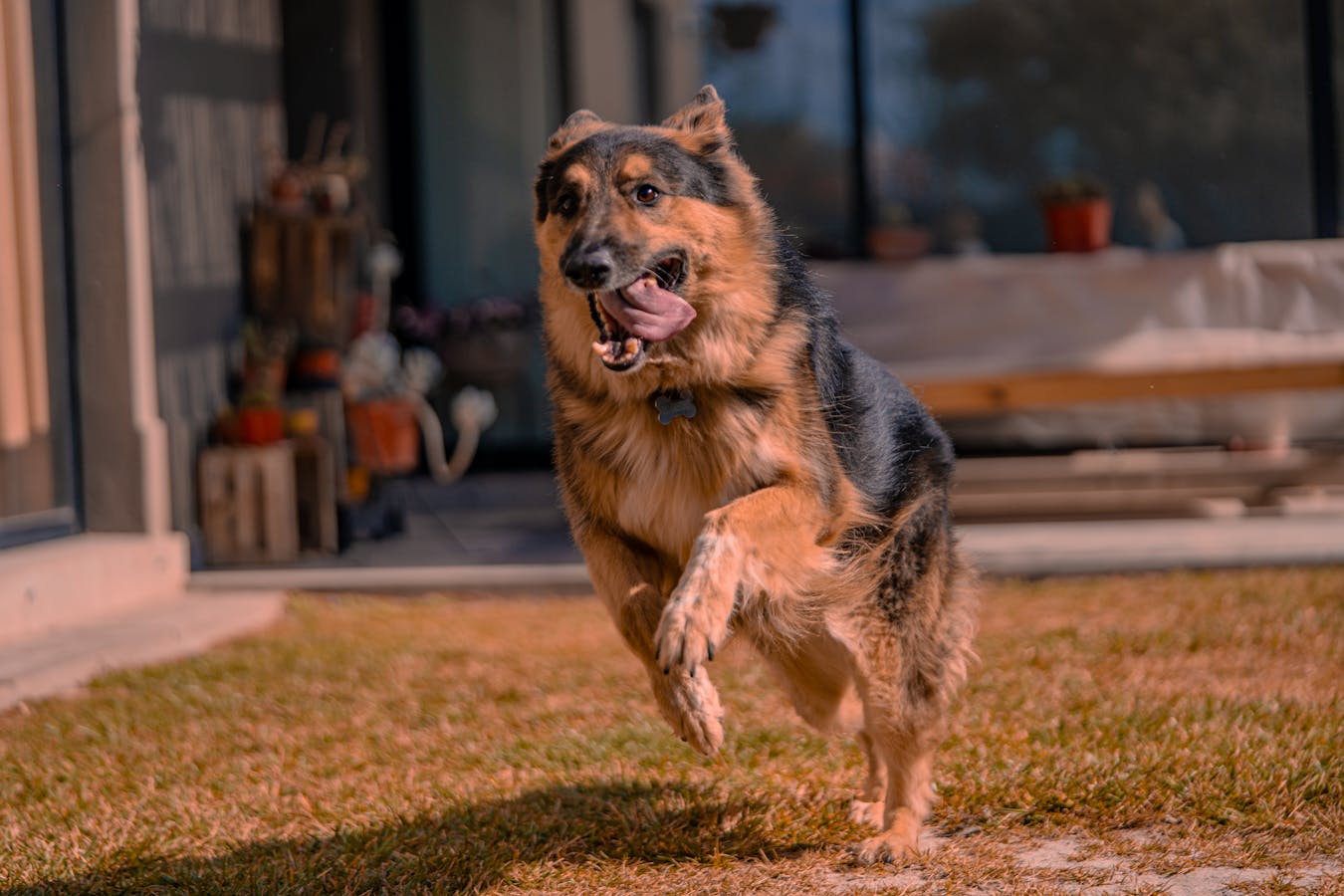 Happy German Shepherd running playfully outdoors after recovery from a urinary tract issue