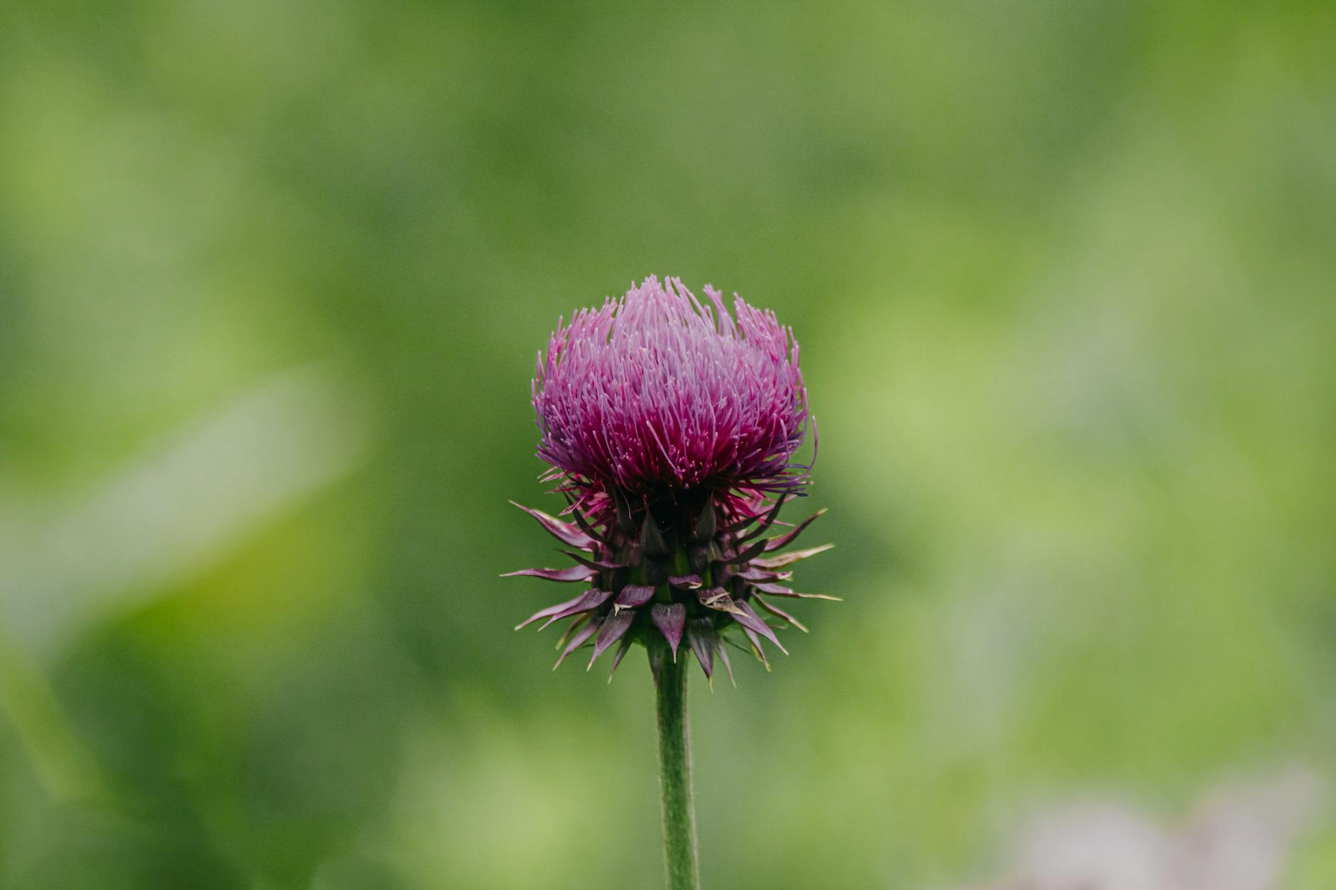 Bitter herbs milk thistle and dandelion for liver support