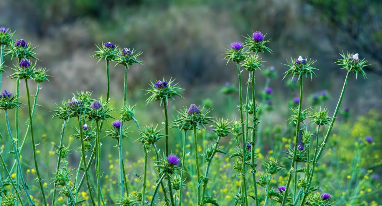 Liver organ representation with herbs and supplements for liver detox