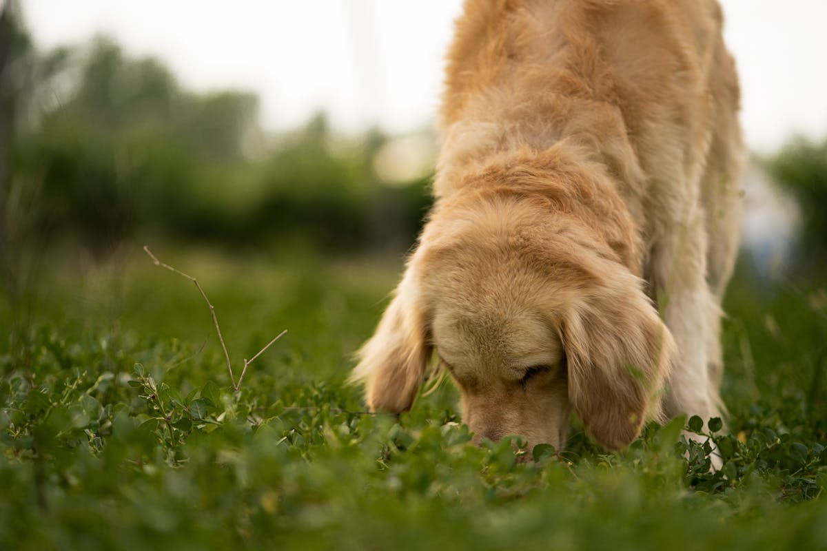 Snuffle mat for dogs golden retriever sniffing grass natural foraging behavior