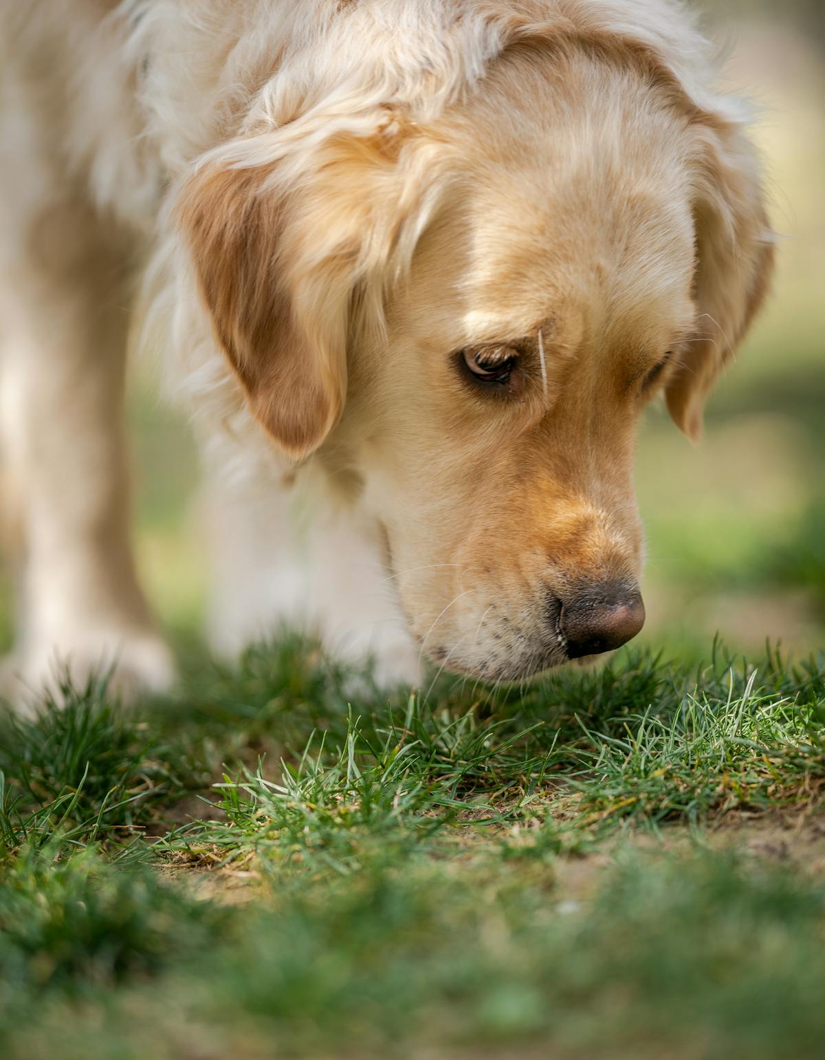 Golden Retriever foraging in grass like using a snuffle mat for dogs