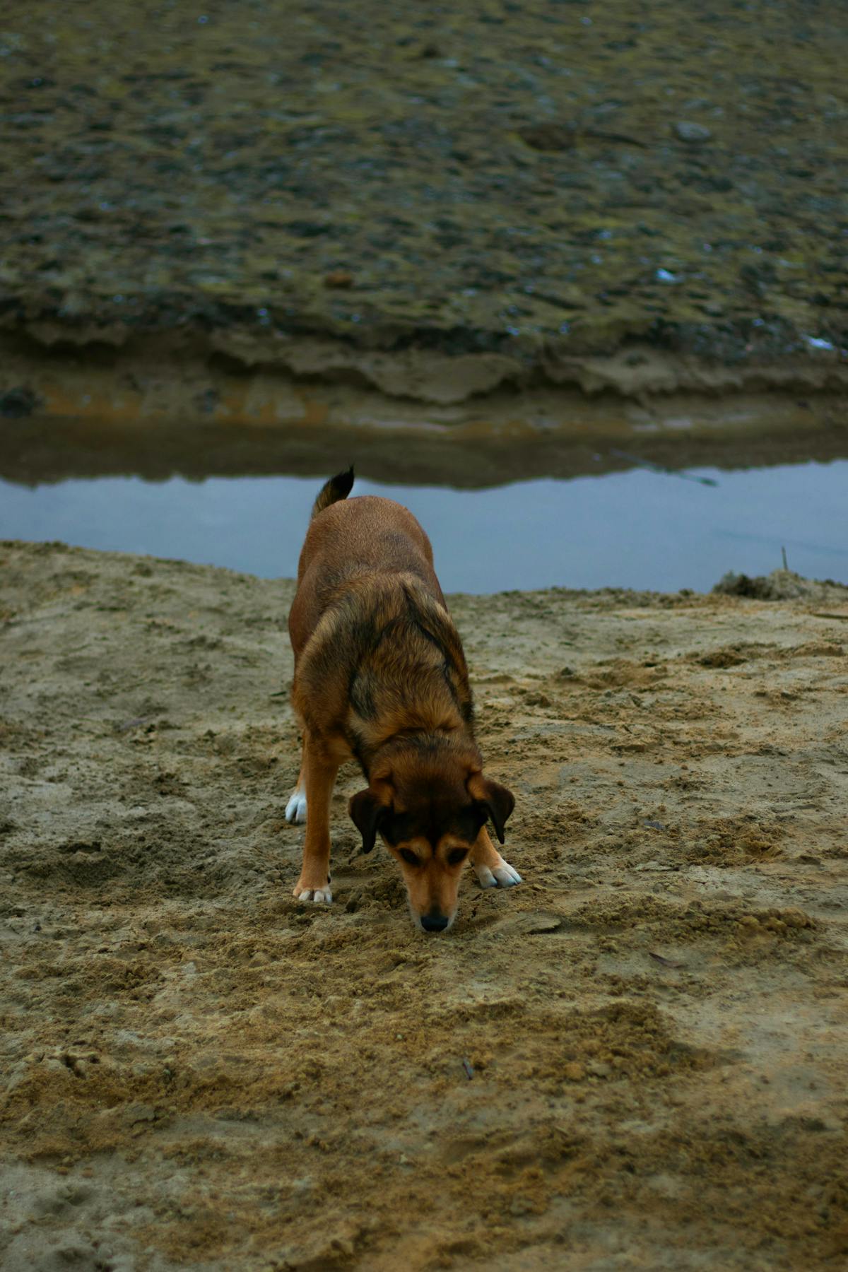 Brown dog sniffing ground by riverside relaxed dog enrichment outdoor