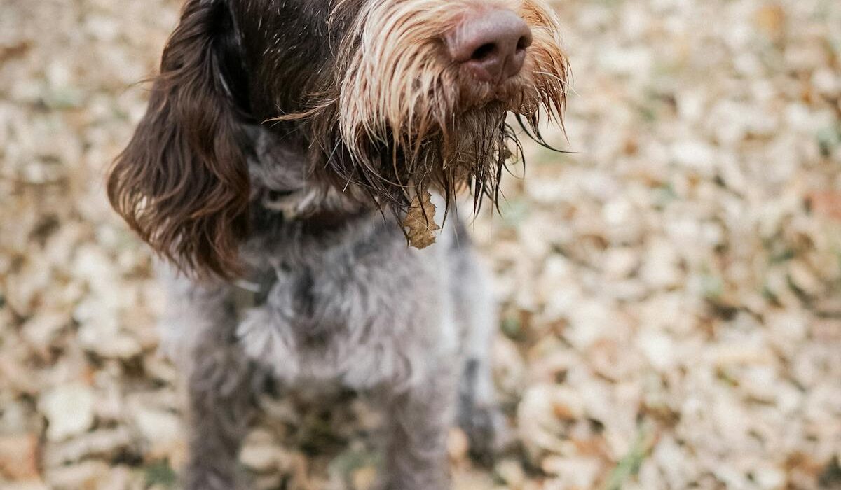 Snuffle mat for dogs German Wirehaired Pointer foraging in leaves