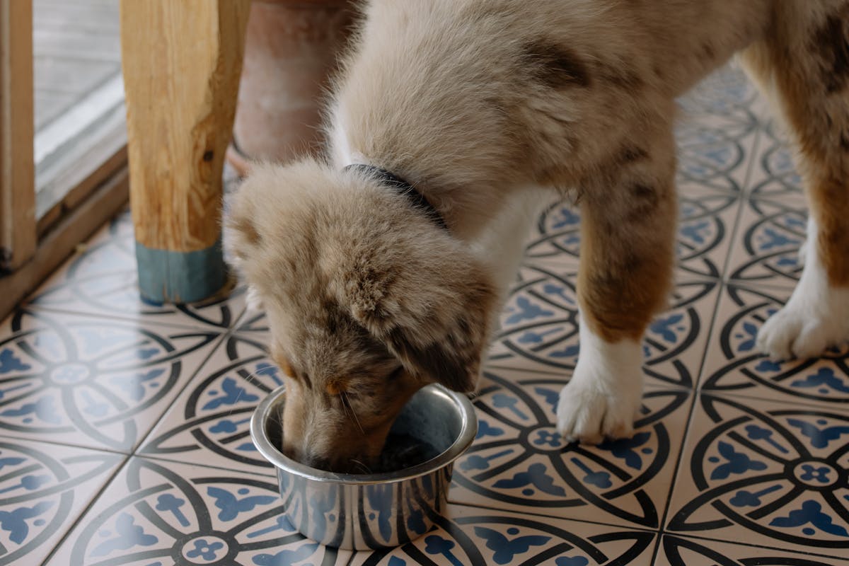 Puzzle feeder for dogs Aussie shepherd puppy enjoying slow meal