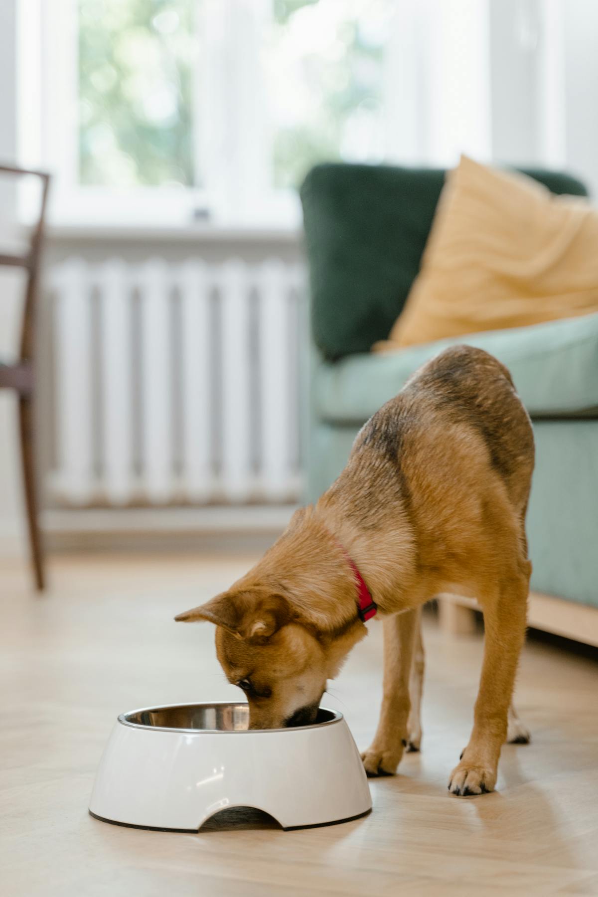 Small dog enjoying puzzle feeder for dogs slow meal in bright kitchen
