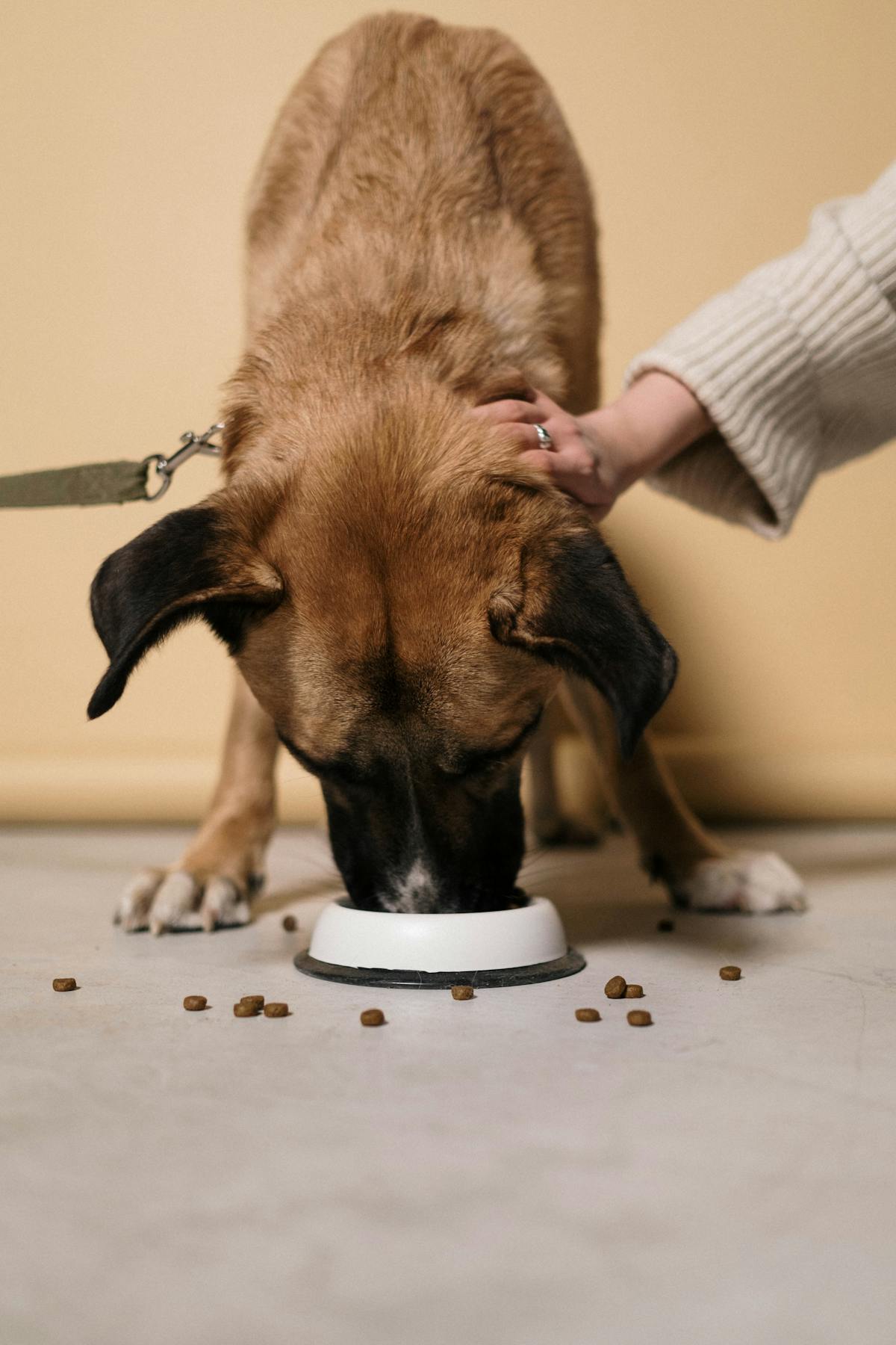Brown dog eating kibble from puzzle feeder for dogs slow feeder bowl