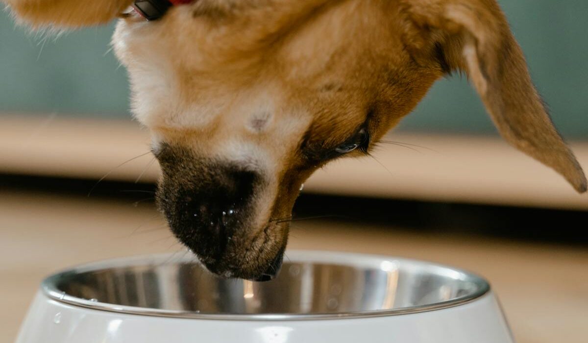 Puzzle feeder for dogs cute dog enjoying meal in stainless bowl
