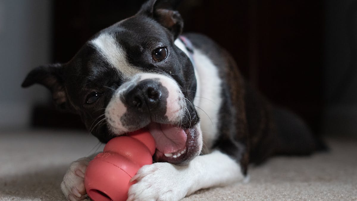Frozen kong recipes for dogs Boston terrier chewing toy enrichment