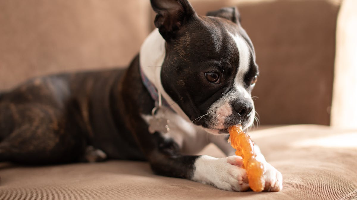 Frozen kong recipes for dogs Boston terrier on sofa with chew toy
