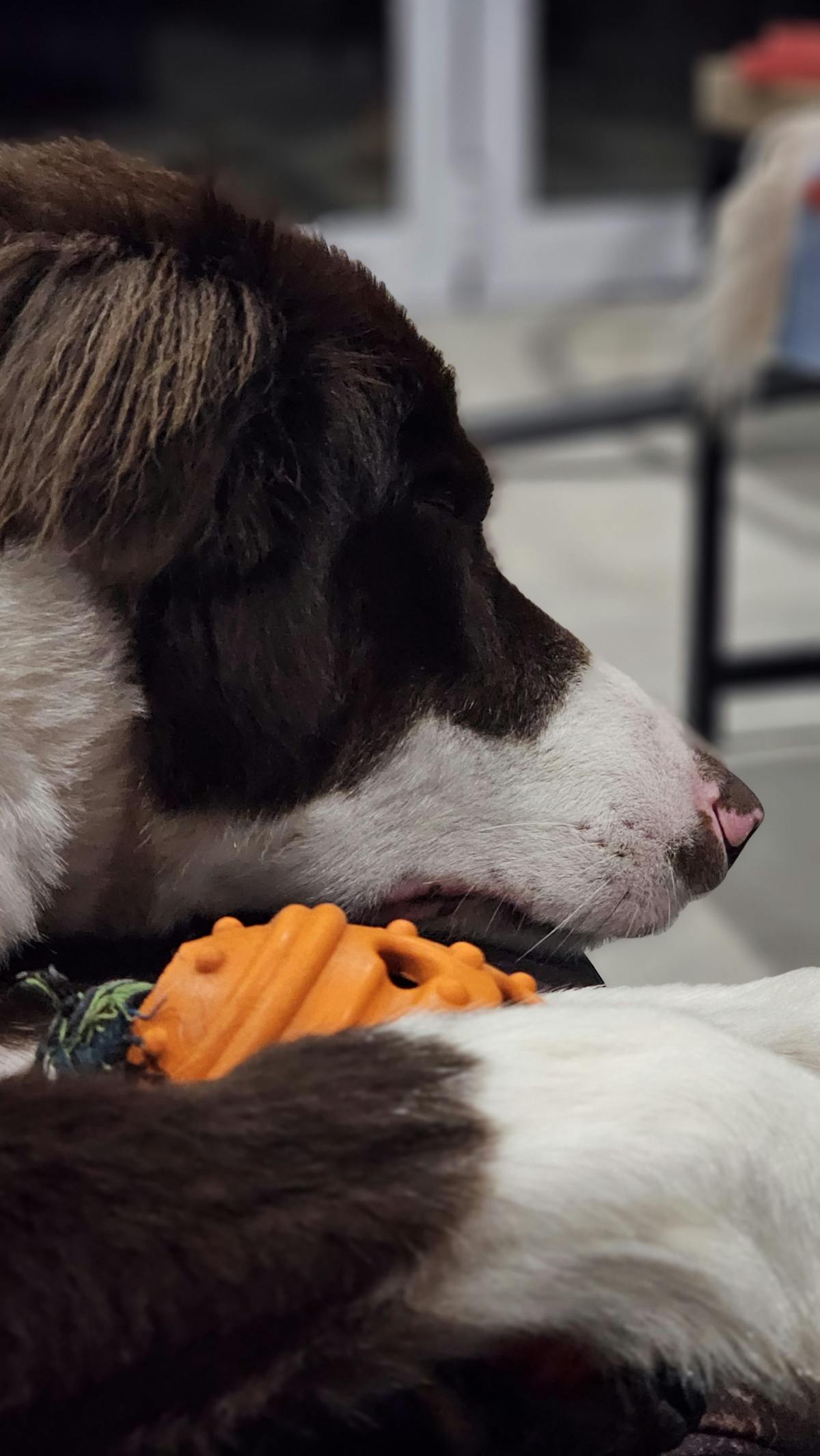 Brown and white dog resting with chew toy after frozen kong recipes for dogs